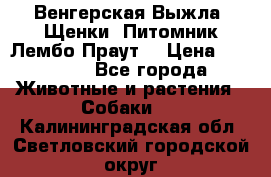 Венгерская Выжла. Щенки. Питомник Лембо Праут. › Цена ­ 35 000 - Все города Животные и растения » Собаки   . Калининградская обл.,Светловский городской округ 